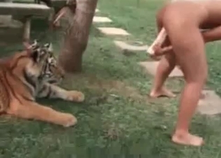 Tiger watching her masturbate