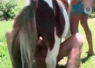 Horse cock serviced by two sluts