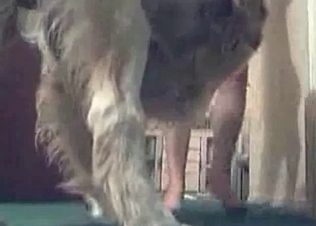 Jacked up puppy fucking her on cam