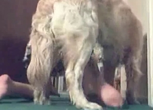 Jacked up puppy fucking her on cam