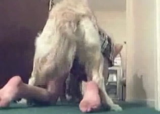 Jacked up puppy fucking her on cam