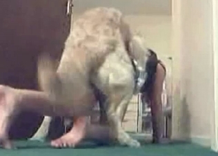 Jacked up puppy fucking her on cam