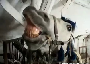 Black horse fucking this chick
