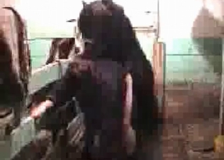 Pony screwing a chubby girl
