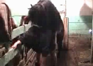Pony screwing a chubby girl