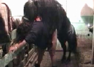 Pony screwing a chubby girl