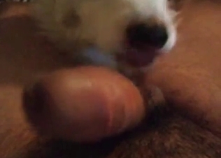Horny chick fucked by a dog.