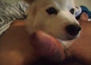 Horny chick fucked by a dog.