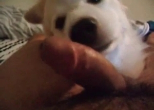 Horny chick fucked by a dog.