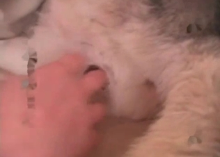 Ball-licking husky stud