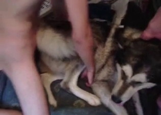 Owner fucking her pet tyke