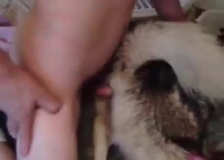 Owner fucking her pet tyke