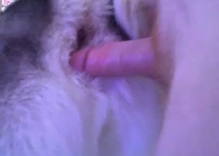 Slutty dog gets fucked anally