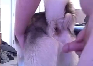 Slutty dog gets fucked anally
