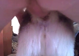 Slutty dog gets fucked anally