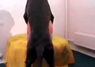 Dude banging an innocent puppy