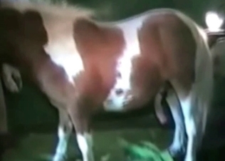 Tight pussy letting in a horse cock