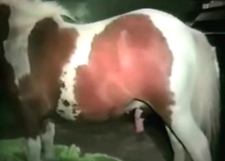 Tight pussy letting in a horse cock