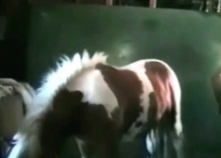 Tight pussy letting in a horse cock
