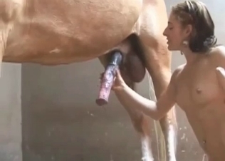 Horse cock getting blown with passion