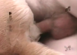 Kinky retriever loves anal