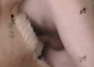 Kinky retriever loves anal
