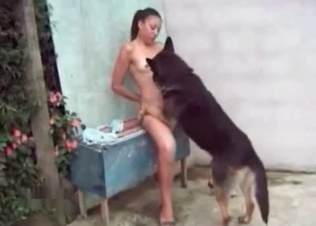 Erect nipples licked by a shepherd