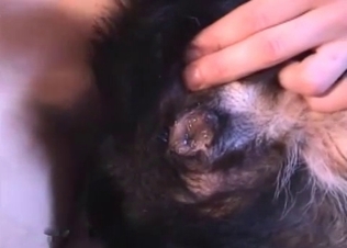 Big dick fucking a cute dog