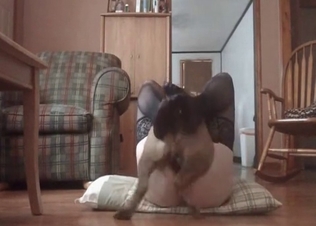 Intense dog pounding action