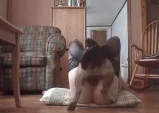 Intense dog pounding action