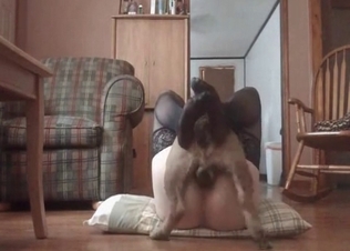 Intense dog pounding action
