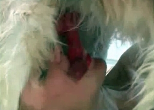Kinky bitching sucking hairy dog cock