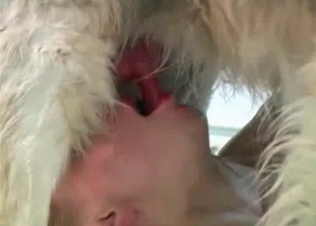 Kinky bitching sucking hairy dog cock