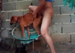 Small dog being kinky