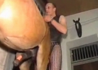 Brown stallion fucking on cam