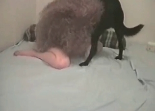 Big dog cock for a lusty slut