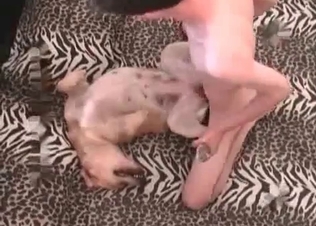 Dog fucking action from a zoophile