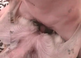 Dog fucking action from a zoophile