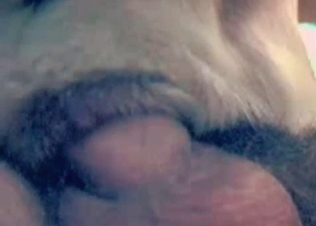 Anal sex for a white dog
