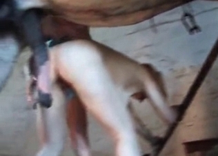 Horse cock getting serviced orally
