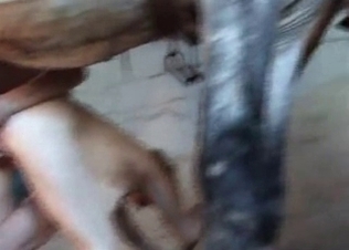 Horse cock getting serviced orally