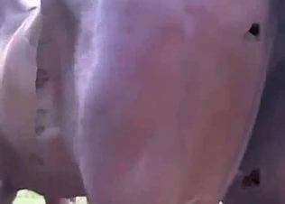 Stallion screwing her with passion
