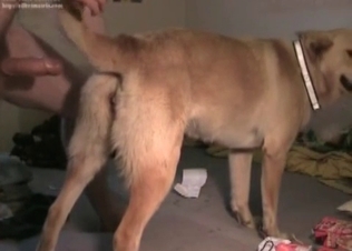 Dog gets it in the rear end