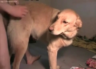 Dog gets it in the rear end