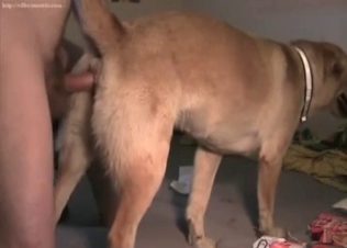 Dog gets it in the rear end