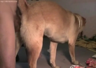 Dog gets it in the rear end