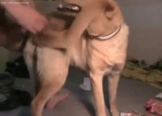 Dog gets it in the rear end
