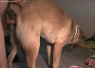 Dog gets it in the rear end