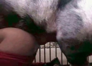 Hottie fucked by a mongrel