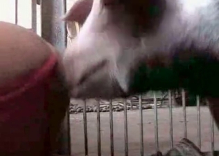 Hottie fucked by a mongrel